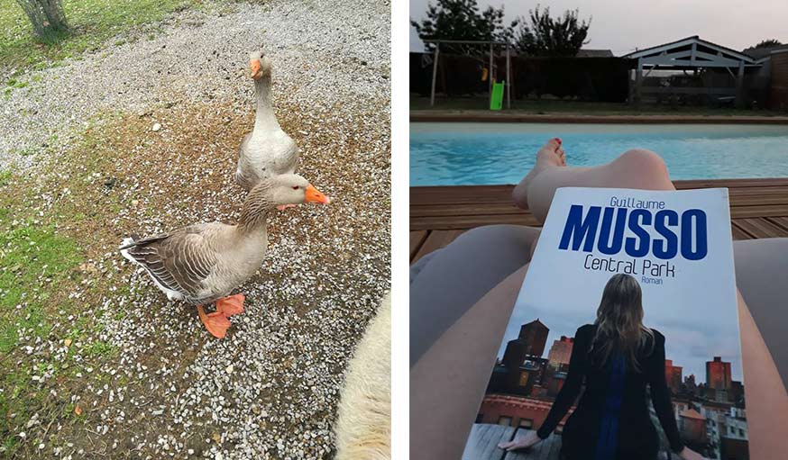 Deux oies dans le jardin au pied des Cévennes dans le Gard (à gauche), et moment lecture à la piscine près de Cadillac en Gironde (à droite). 