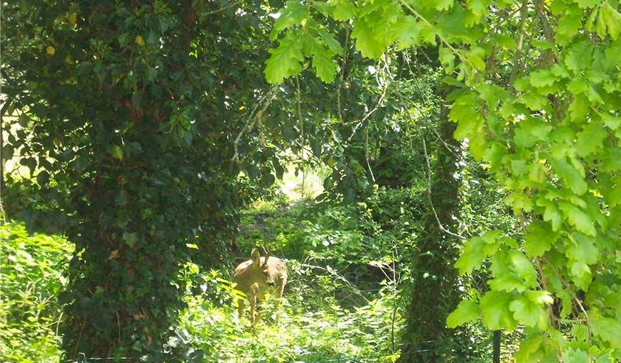 Apparition d'un chevreuil en proche Provins dans 77, le 25 juin