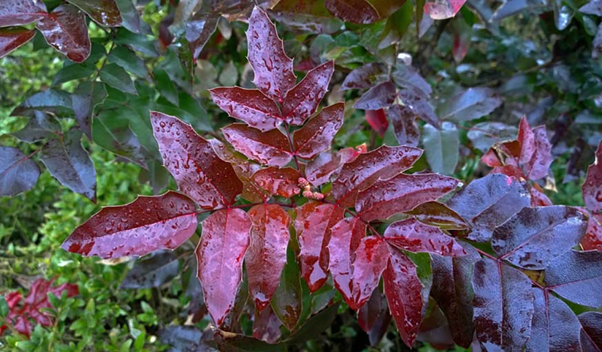 Photinia de Fraser.
