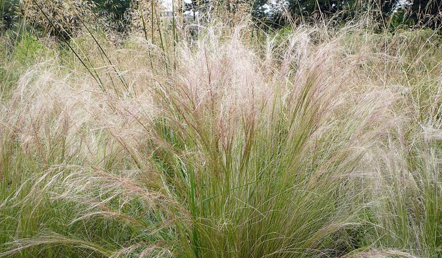 Le stipa.