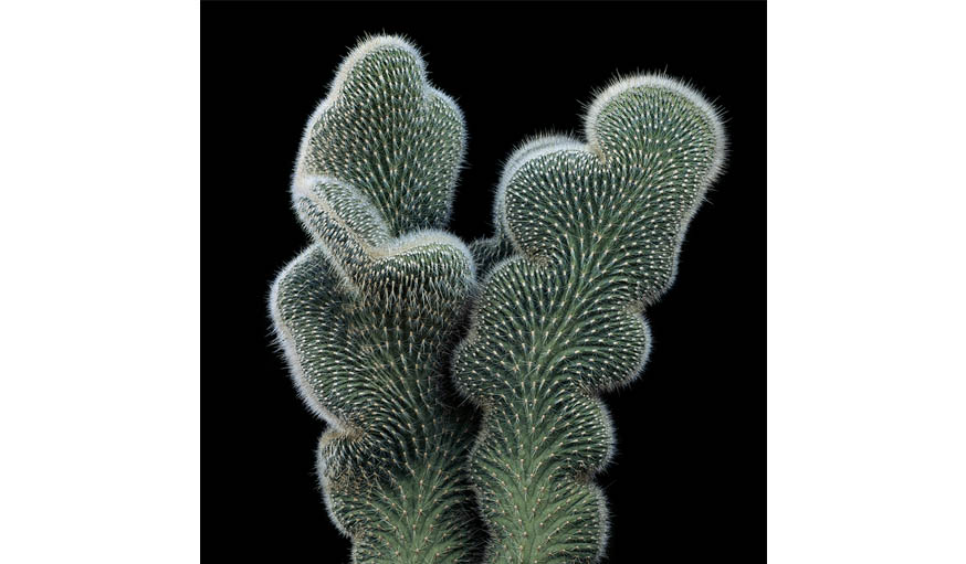 Cleistocactus Samaipatanus Cristata