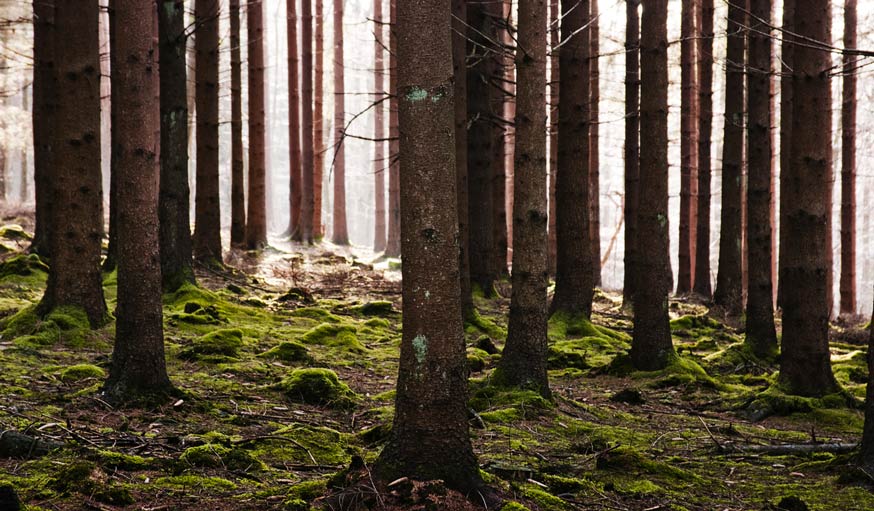 Forêt d'Ardenne 