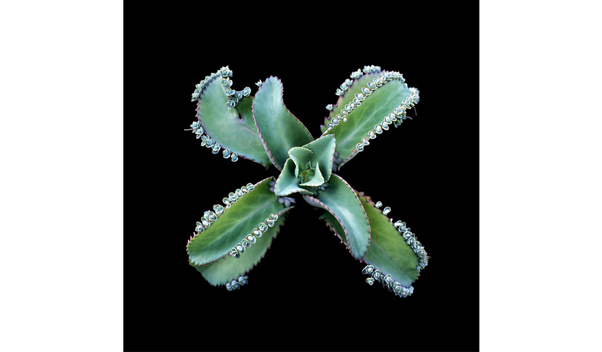 Kalanchoe Laetivirens Desc 