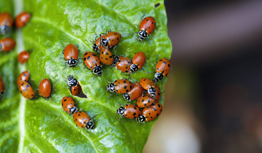 Nuisibles jardin : quels sont les animaux nuisibles au jardin ?