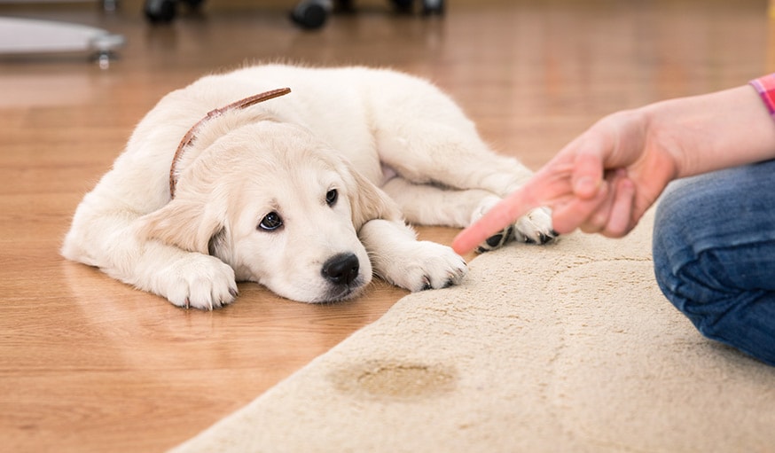 Il ne faut pas gronder son chien quand il a fait ses besoins à la maison.