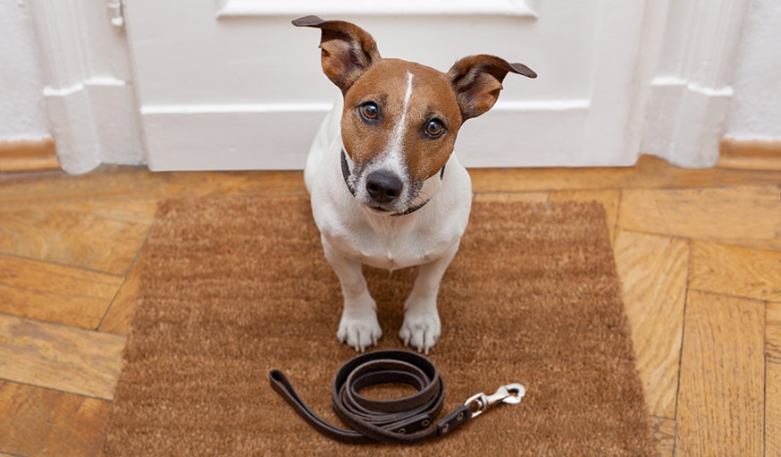 Il faut sortir son chien régulièrement.