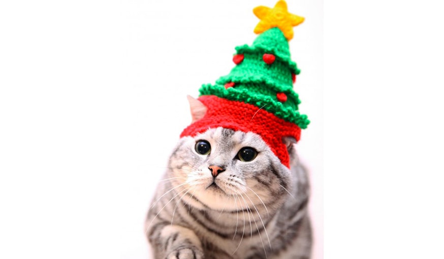 Un joli chapeau en forme de sapin pour chat