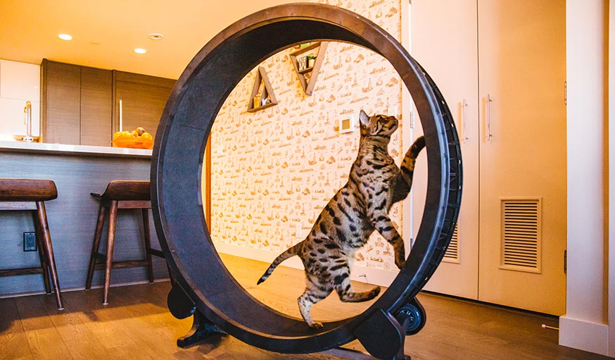 Une pour roue pour chat