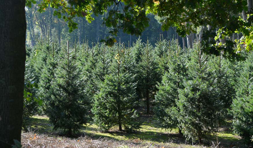 Exploitation de sapin Nordmann aux Pays-Bas 