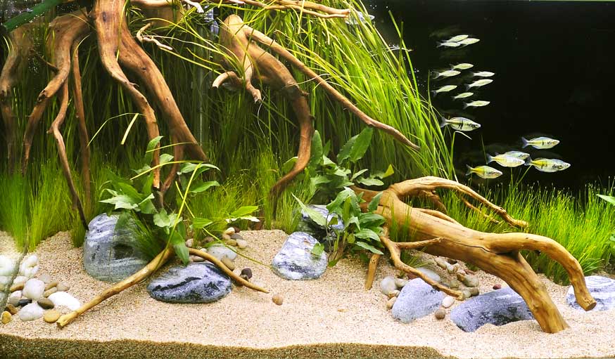 Comment faire une décoration Aquarium?