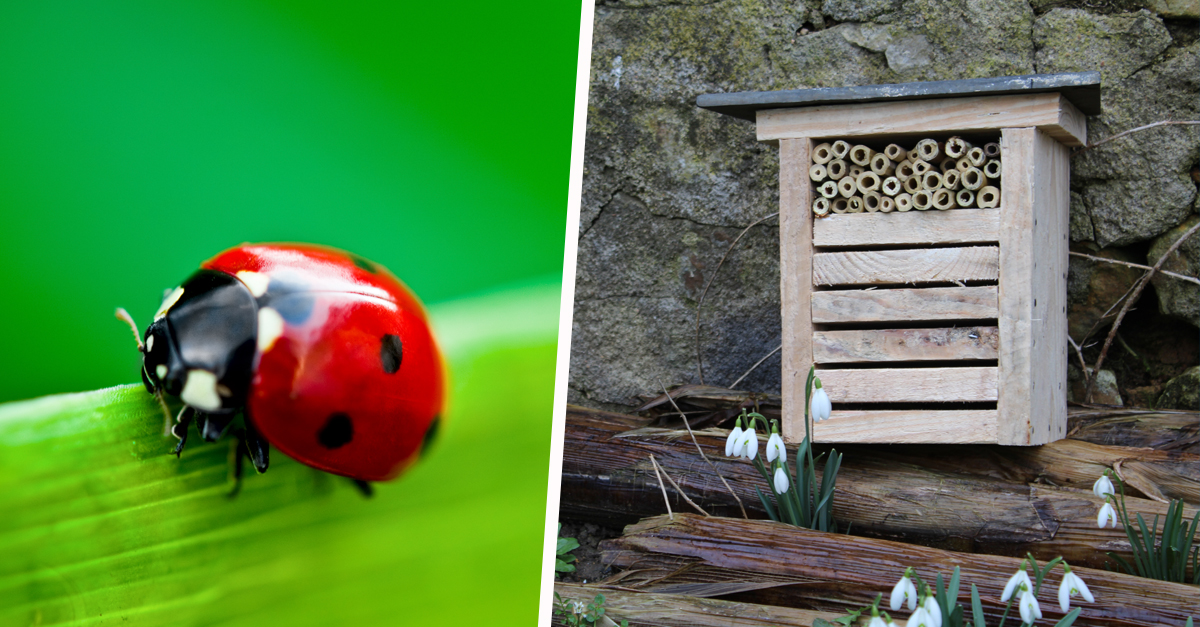 Coccinelle Dans La Maison Que Faire - Home Alqu