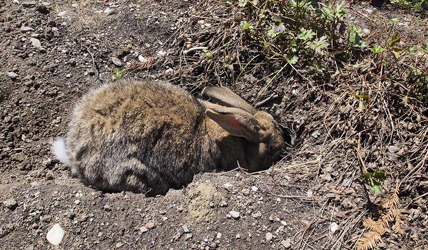 Enclos extérieur du lapin en été : bien protéger son animal de la