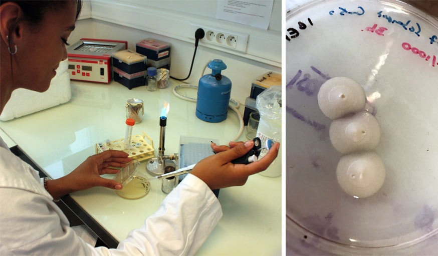 Emeline Lemarié réalise des tests sur le champignon pathogène. 
