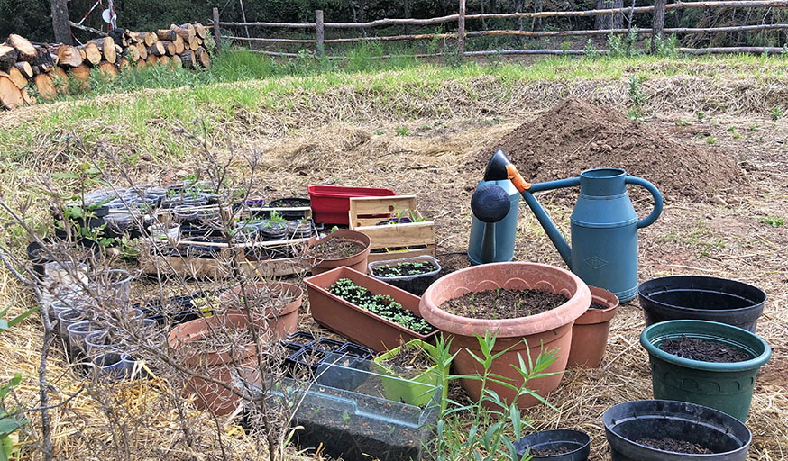 Permaculture potager Alicia forêt