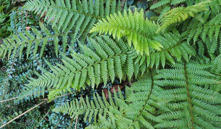 Gros plan sur les plantes et les fougères