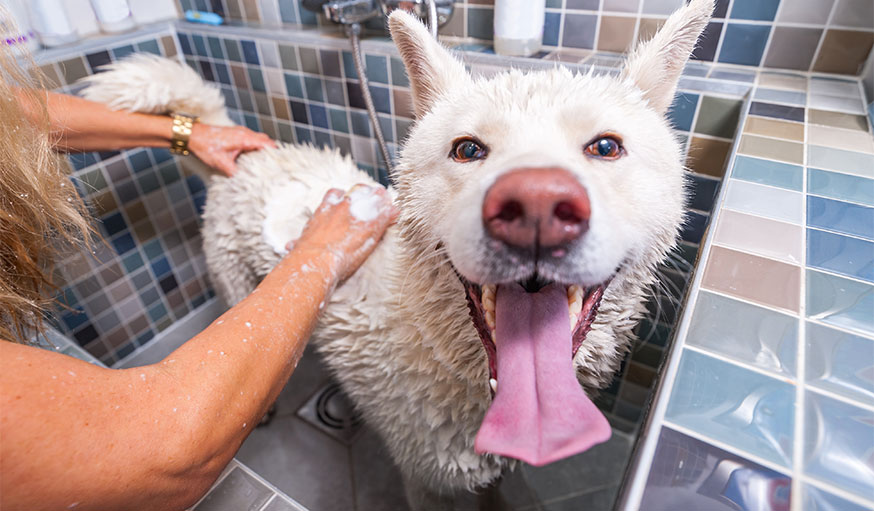 douche pour chien à la maison