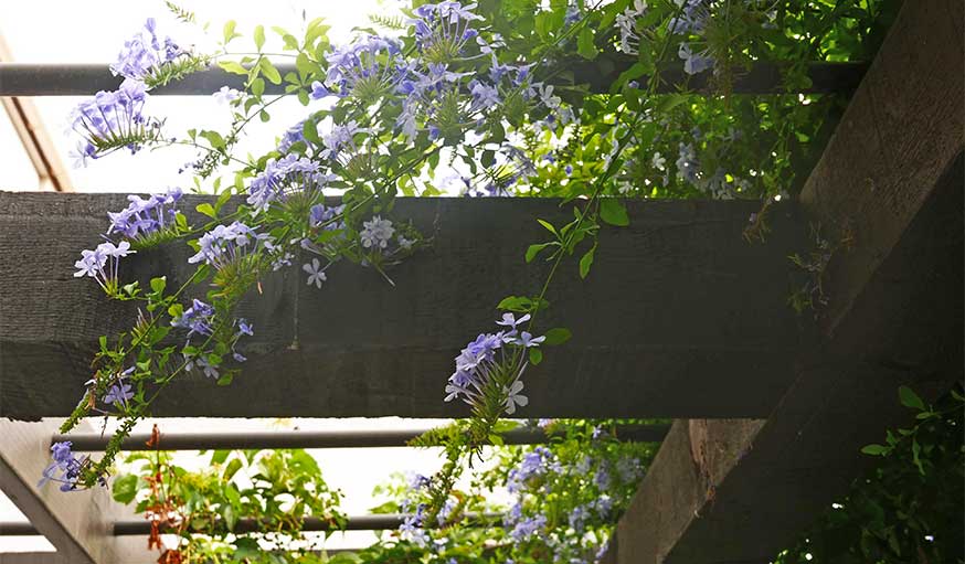 Avant après jardin Marseille avec pergola detail fleurs