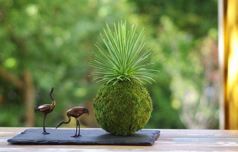 Kokedama réalisé avec une agave