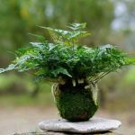 Kokedama réalisé avec une davallia.