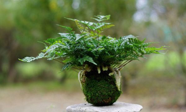 DIY : Tout savoir sur l'art végétal du kokedama