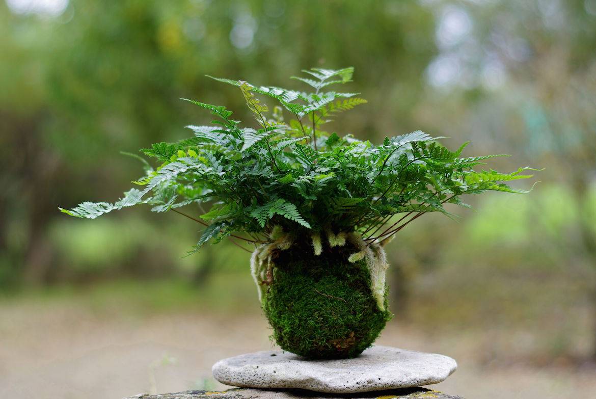 DIY : Tout savoir sur l'art végétal du kokedama