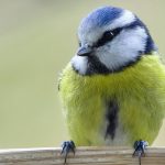 Une mésange bleue qui, peut-être, aimerait bien une petite maison pour nicher.