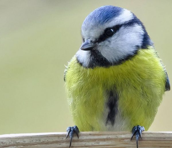 DIY : Fabriquez une maison pour les oiseaux