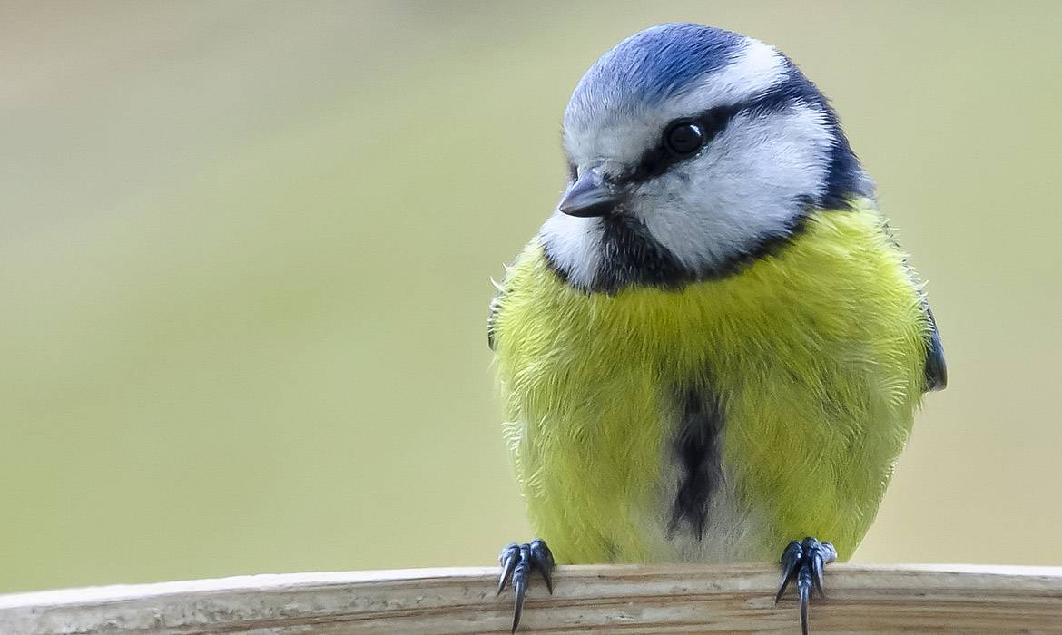 DIY : Fabriquez une maison pour les oiseaux