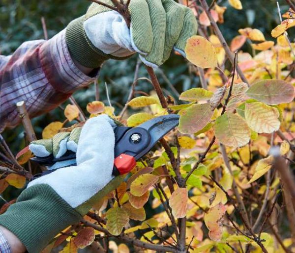 Tout ce que vous devez savoir pour préparer votre jardin à l'hiver