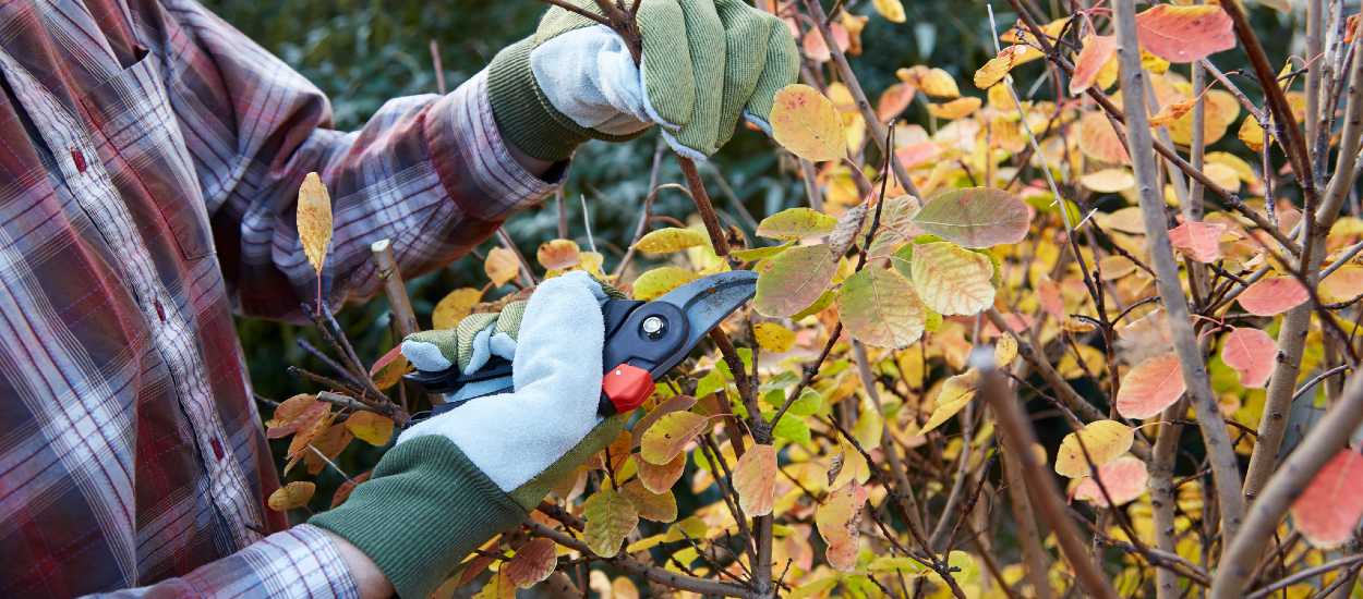 Tout ce que vous devez savoir pour préparer votre jardin à l'hiver