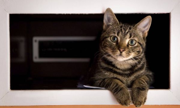 La bonne idée DIY : une litière pour chat cachée dans un meuble