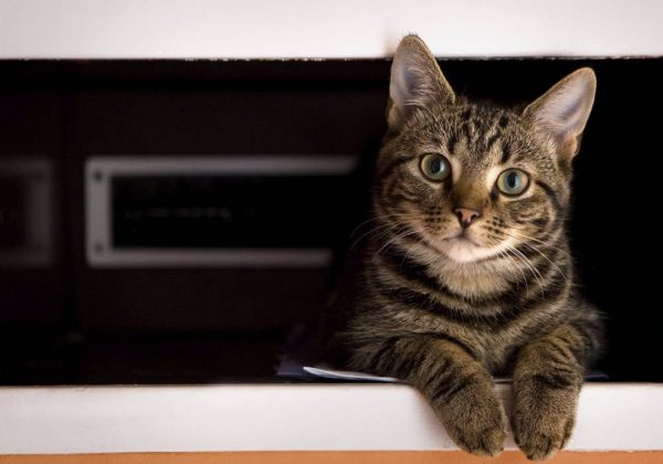 Diy Une Litiere Pour Chat Dans Un Meuble Solution Pratique Et Esthetique 18h39 Fr