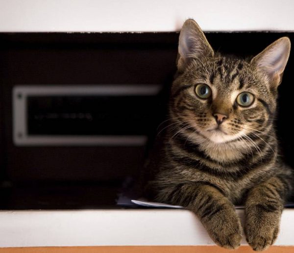 La bonne idée DIY : une litière pour chat cachée dans un meuble