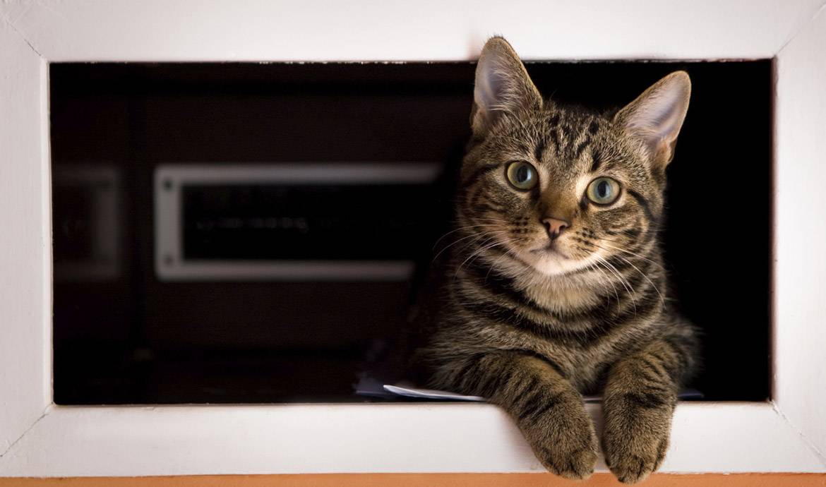 La bonne idée DIY : une litière pour chat cachée dans un meuble