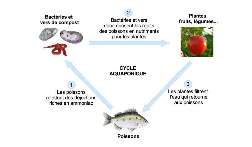 Comprendre le fonctionnement de l'aquaponie