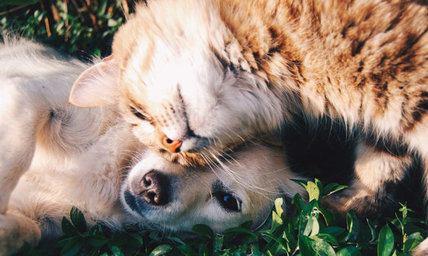 22 idées pour fêter la Saint-Valentin toute l'année