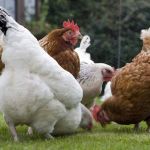 Poules dans un jardin.