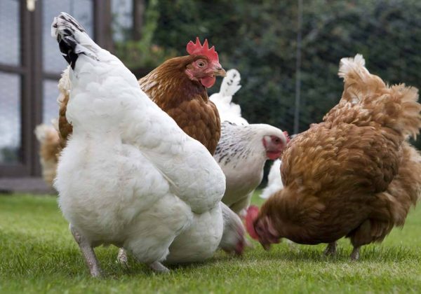 Adoptez des poules pondeuses et faites-vous un poulailler - 18h39.fr
