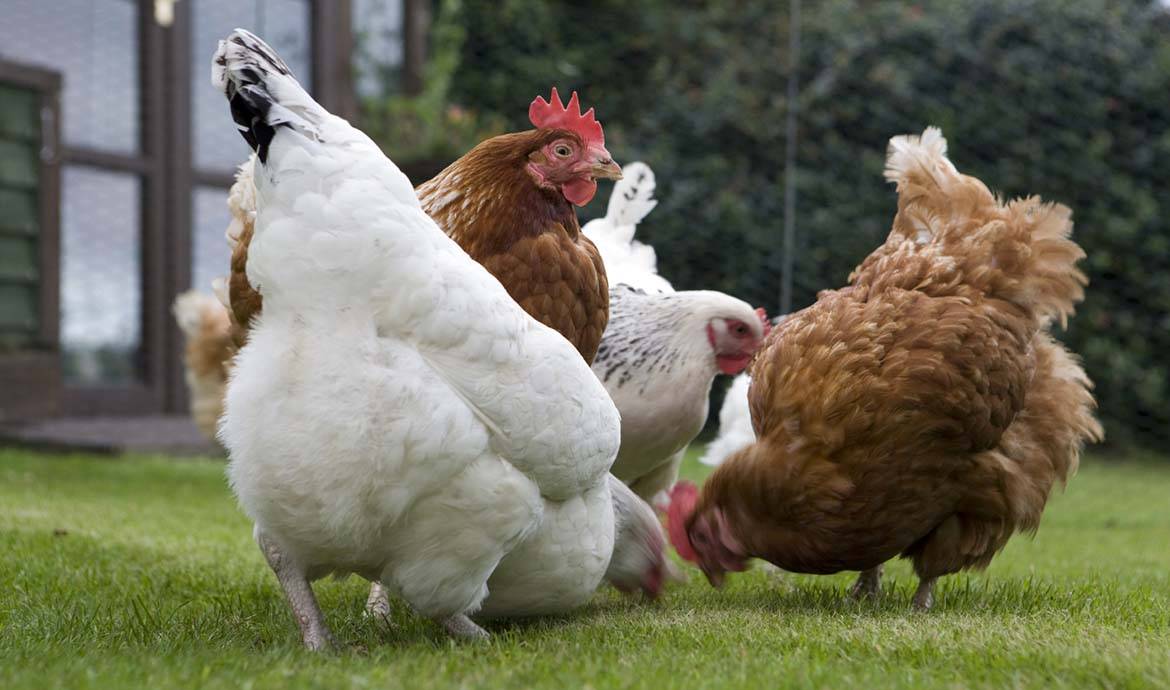 Adopter des poules pondeuses et installer un poulailler