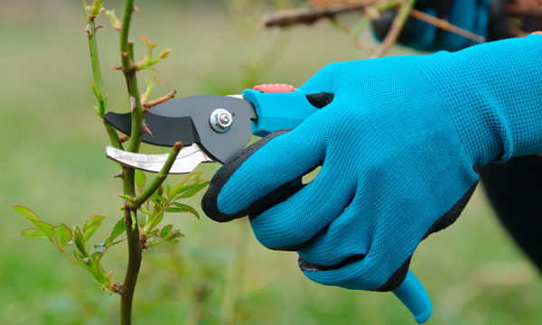 Astuces pour réussir la taille des rosiers