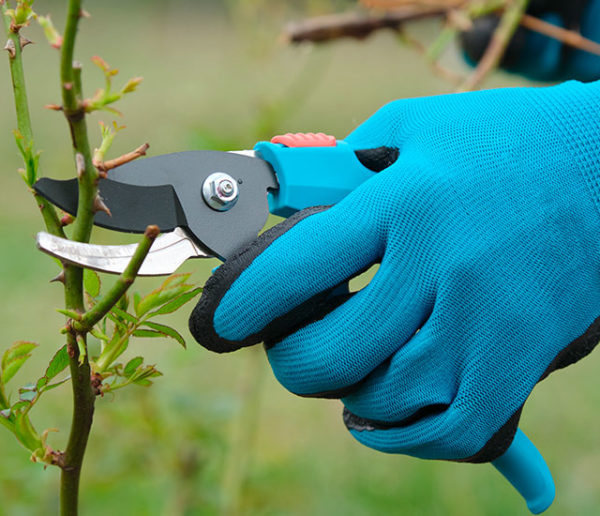 Astuces pour réussir la taille des rosiers