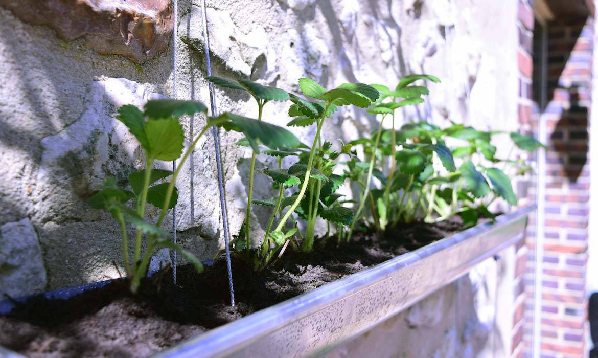 Gouttières en jardinière