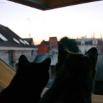 Duo de chats observant une rue de Valenciennes (Nord), le 8 mars.