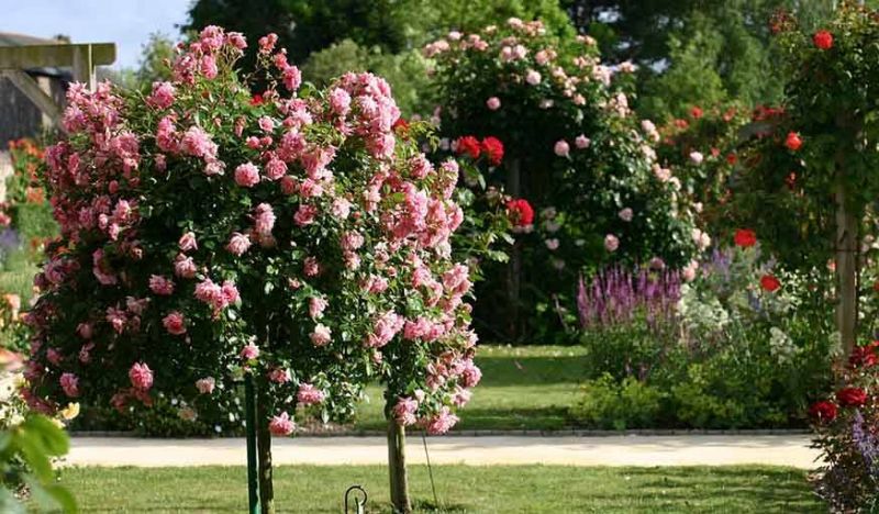 Savoir reconnaître son rosier - Comment reconnaître les variétés de rosiers