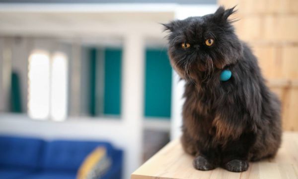 Chiens et chats : un collier connecté pour garder la forme