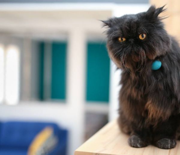 Chiens et chats : un collier connecté pour garder la forme