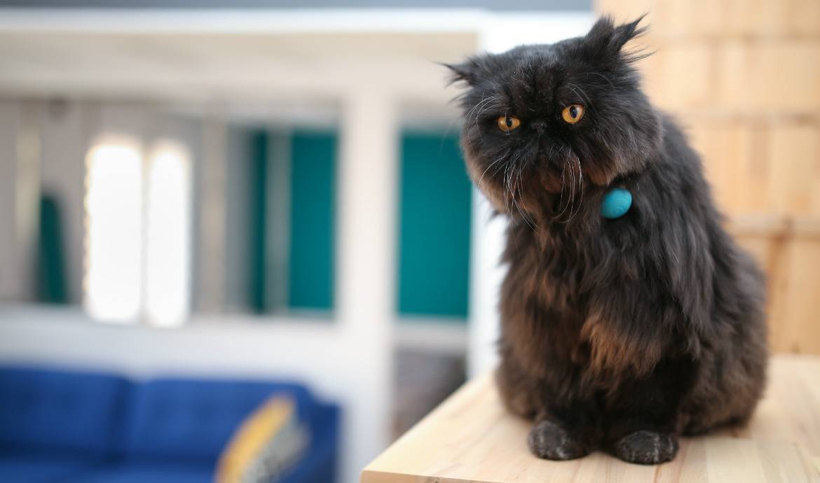 Chiens et chats : un collier connecté pour garder la forme