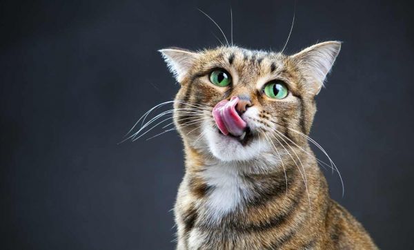 Fabriquez un labyrinthe à croquettes pour votre chat