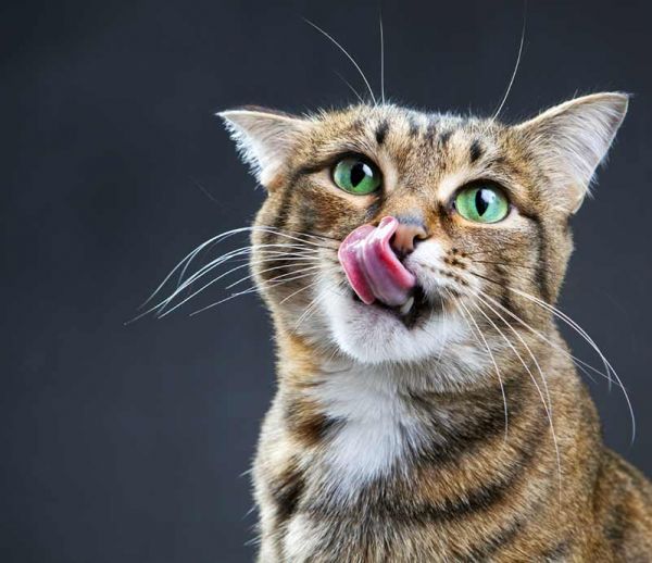 Fabriquez un labyrinthe à croquettes pour votre chat