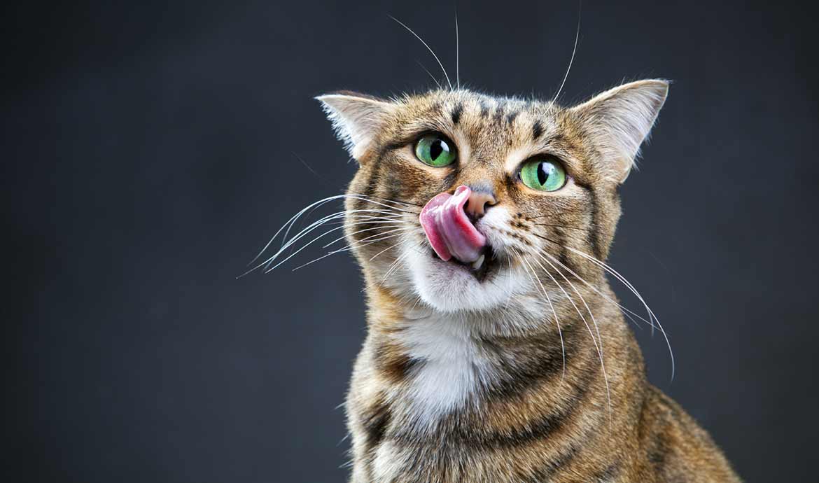 Fabriquez un labyrinthe à croquettes pour votre chat